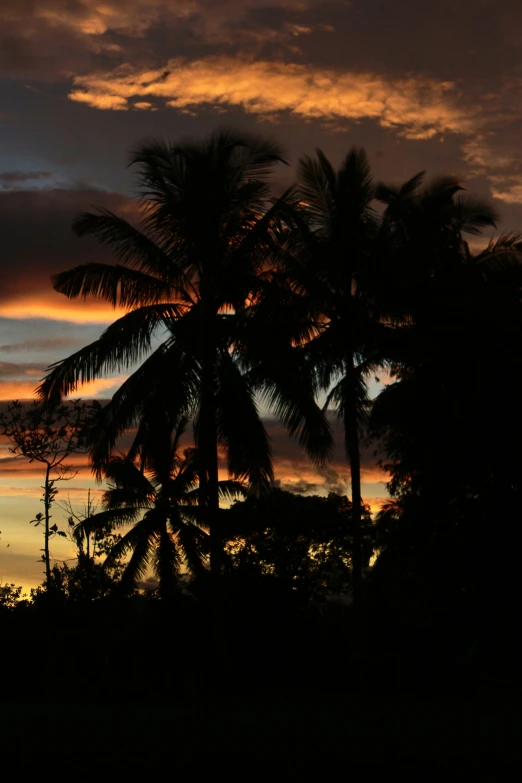 the view of palm trees is seen from the land