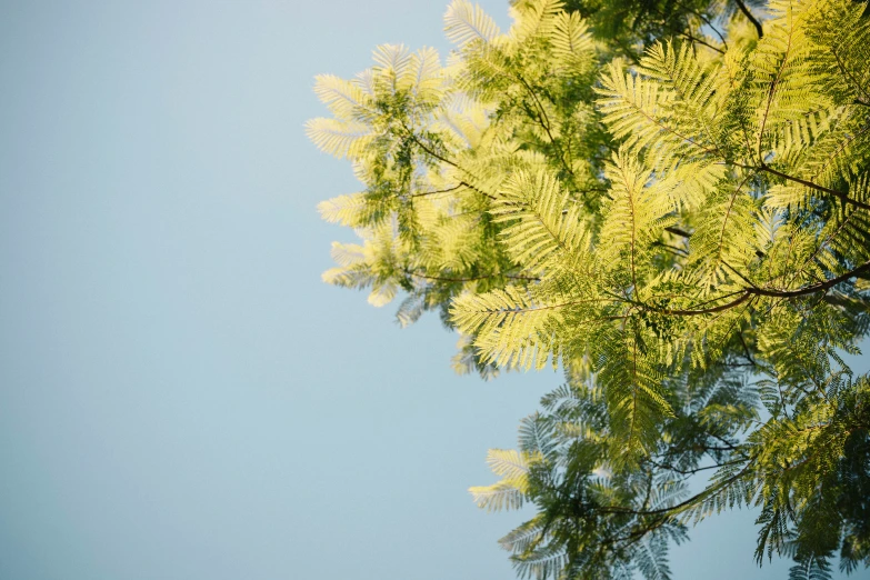 a tree with lots of leaves and some blue sky in the background