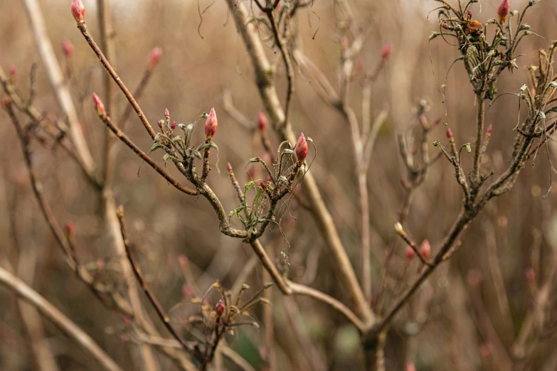 there are many small flowers on the tree nch