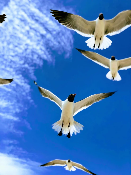 three birds flying in the sky above the clouds