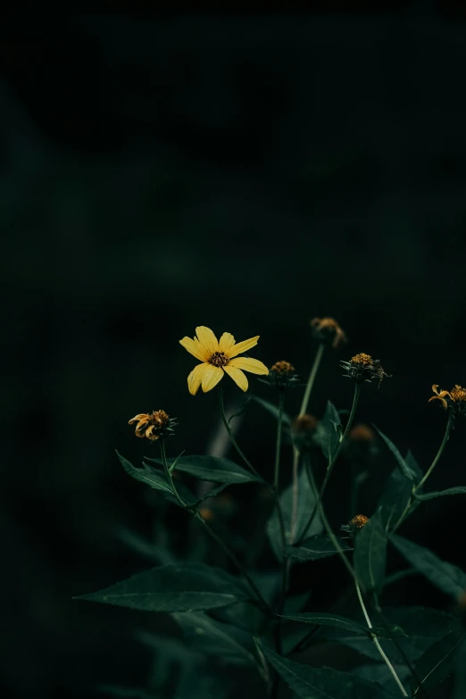 a flower on a plant in a dark room