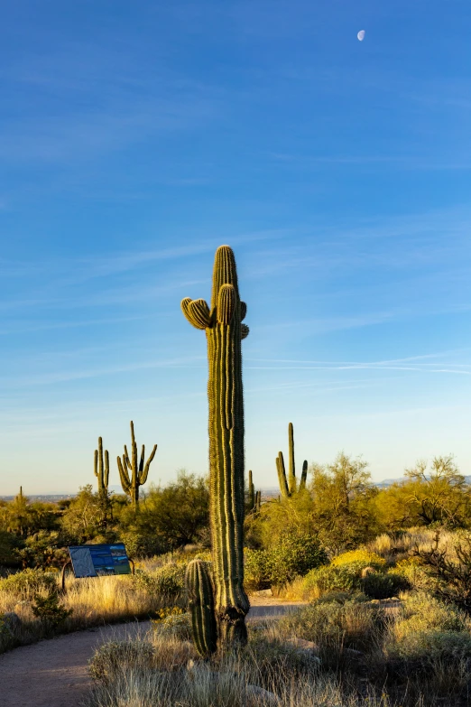 there is a large cactus near many bushes