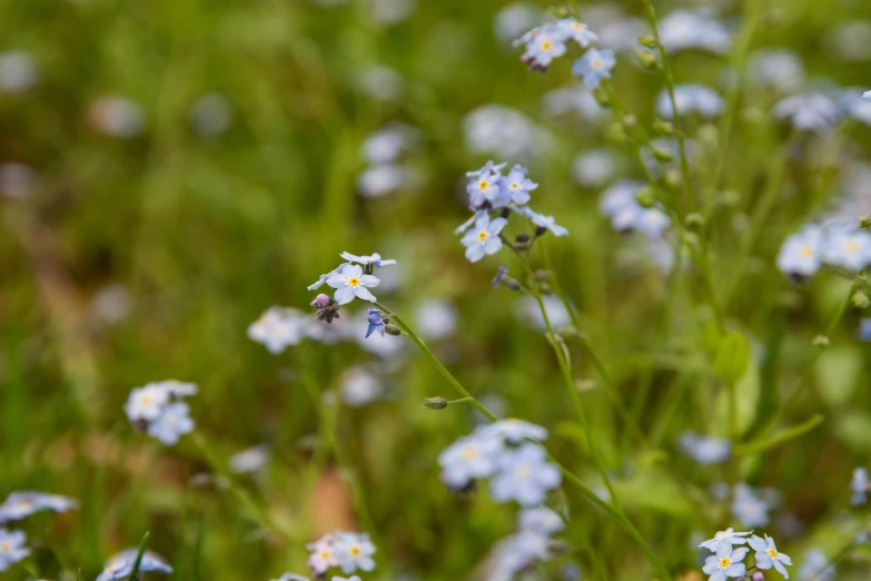 small blue flowers in a grass field