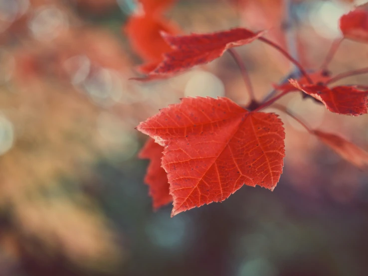 red leaves sit on the nches of a tree