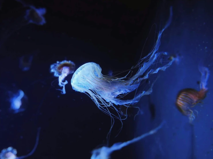 a blue wall with a group of animals that are swimming