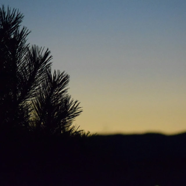 tree tops against a blue sunset sky with one lit up