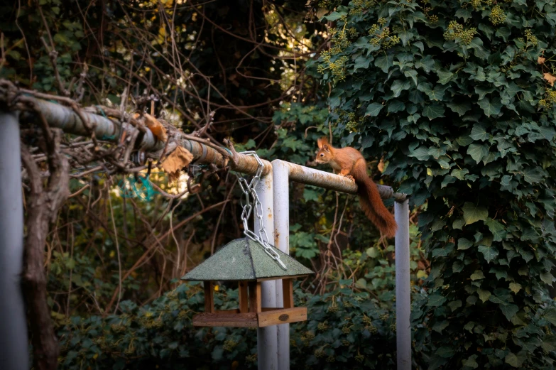 a squirrel is climbing up a tall pole