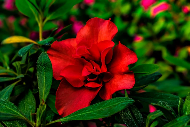 a single red flower in front of green leaves