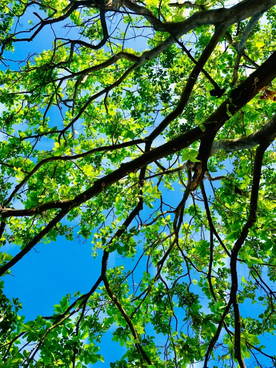 view looking up at leaves from tree top