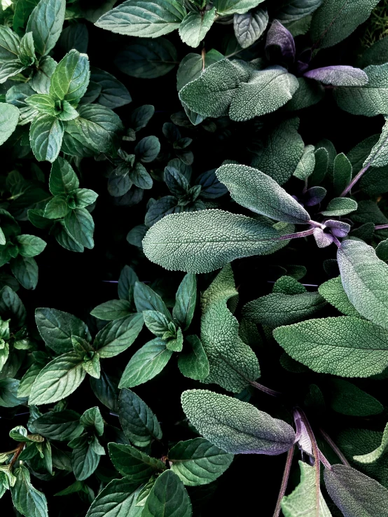 a close up s of green leaves