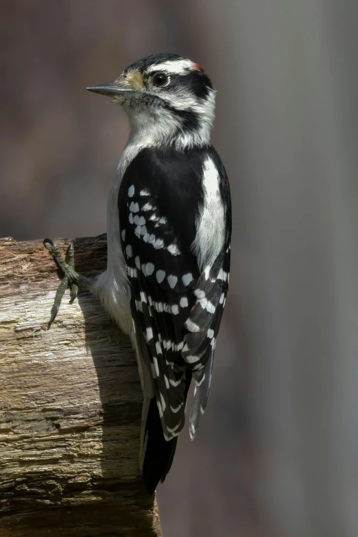 a black and white bird sitting on a nch