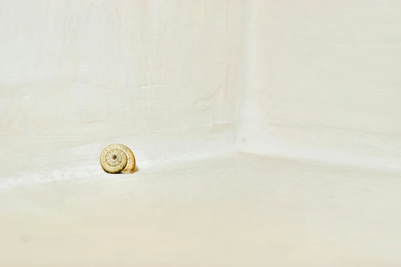 a shell in a white wall with its own door