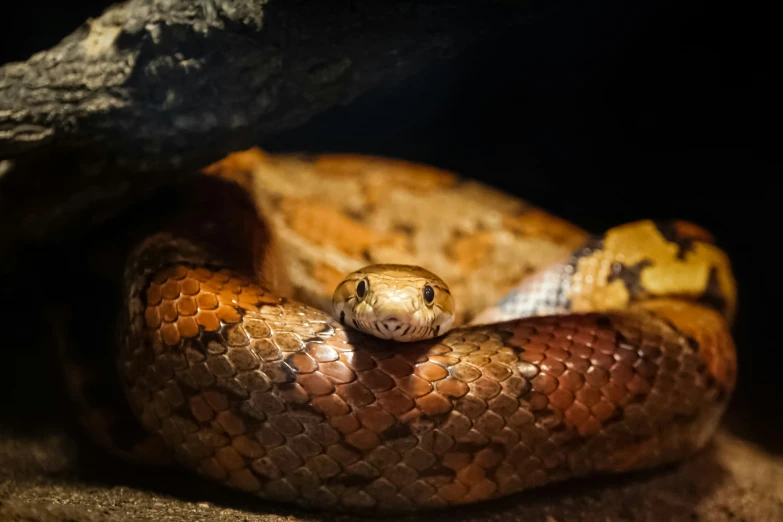 a close up of a snake inside a rock