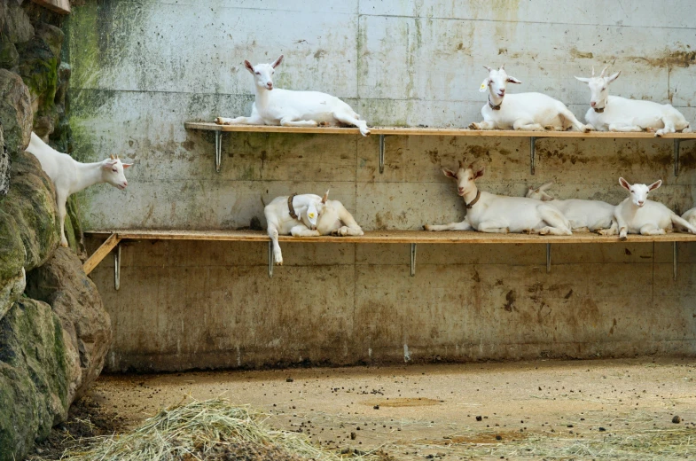 a bunch of animals that are on some shelves