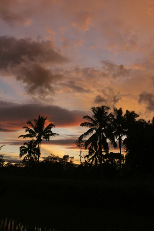 a large group of trees in front of some clouds