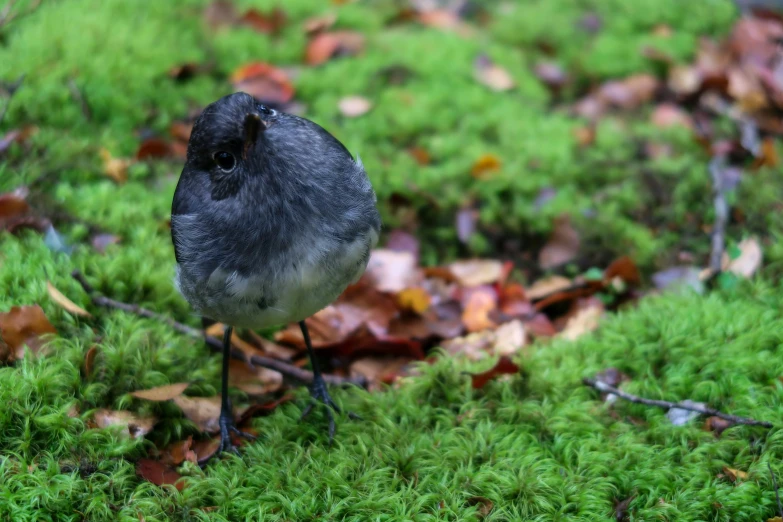 a bird standing on a lush green moss covered ground