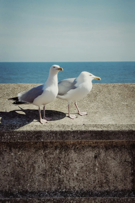 two seagulls are standing together on a ledge near the water