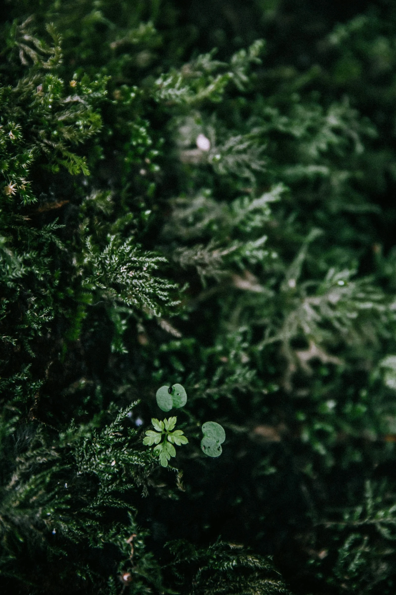 a small group of plants sprouting through the ground