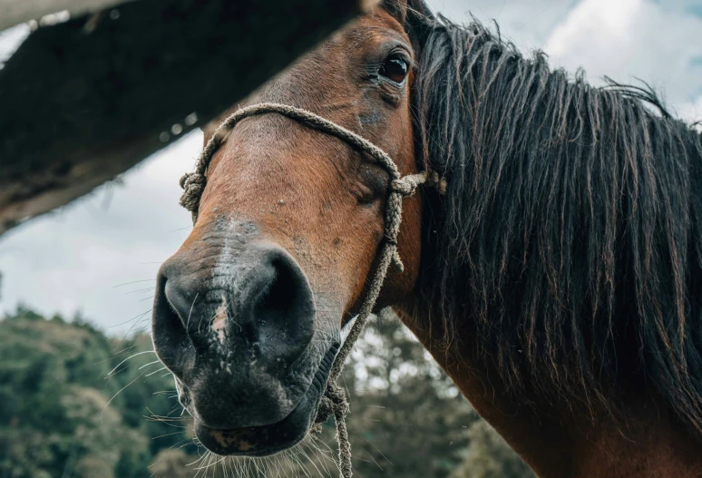 a close up of the face of a horse