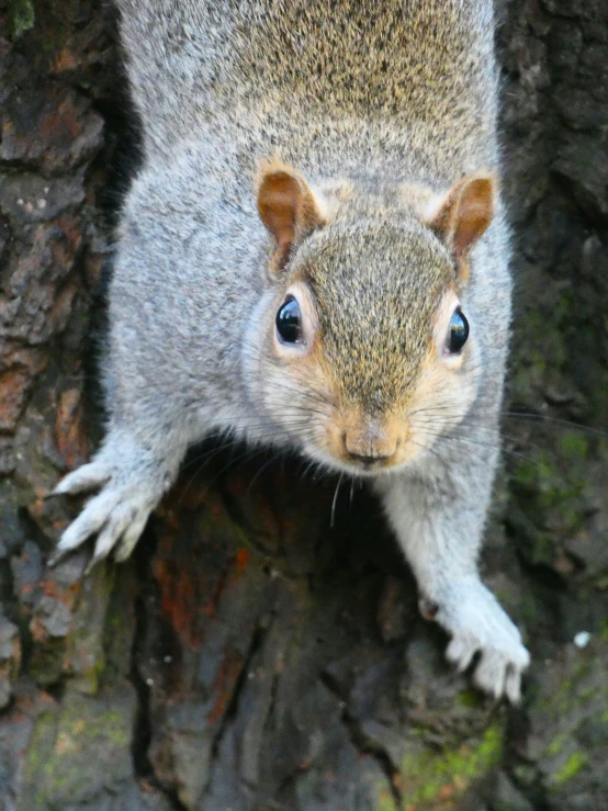 a gray squirrel climbing up a tree