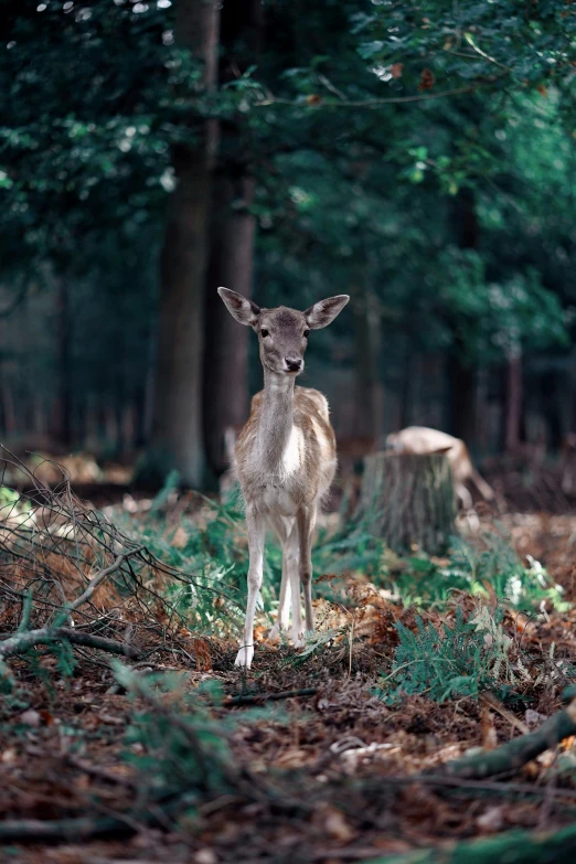 a white - tailed deer stands in the middle of a forest