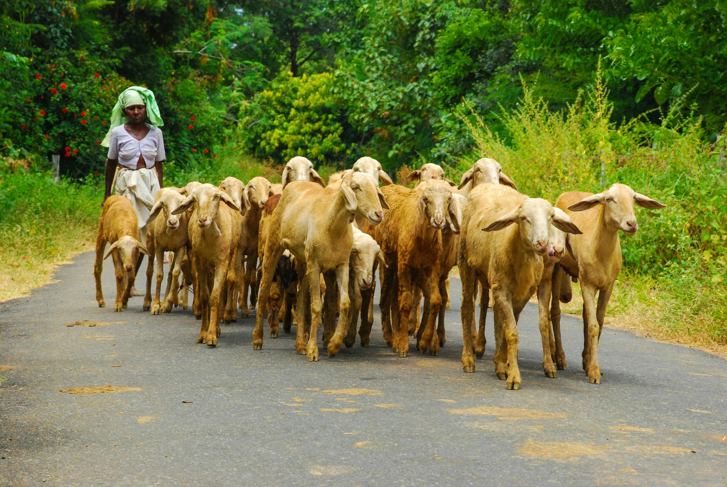 a man herds the sheep on the road