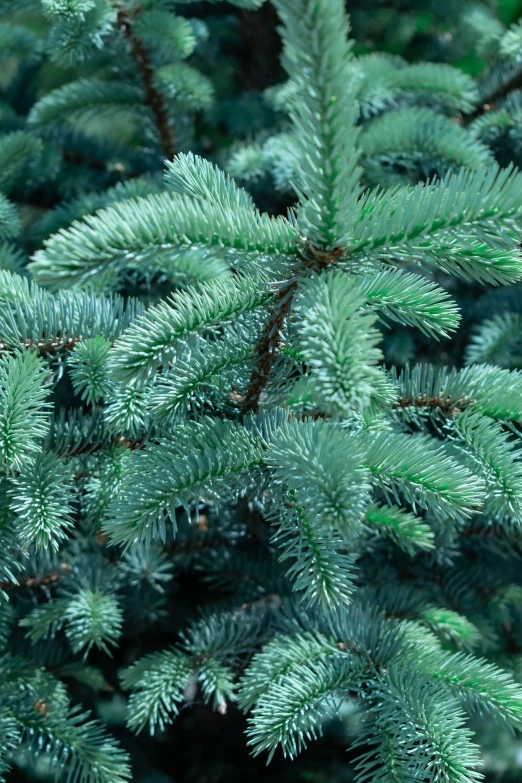 a close up of a pine tree that is close to the ground