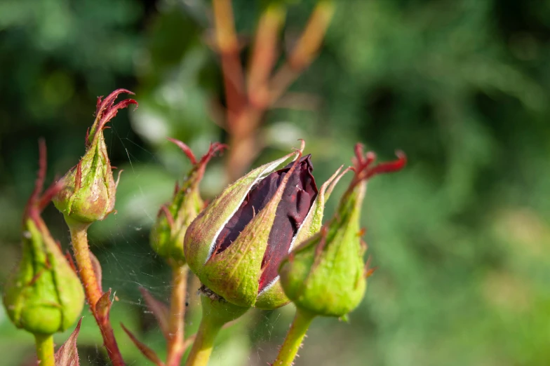 a close up of a flower on top of a leafy plant