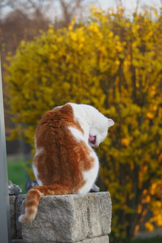 a cat with its mouth open is perched on the side of a rock