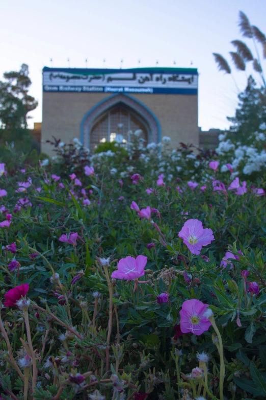 a number of pink flowers near one another