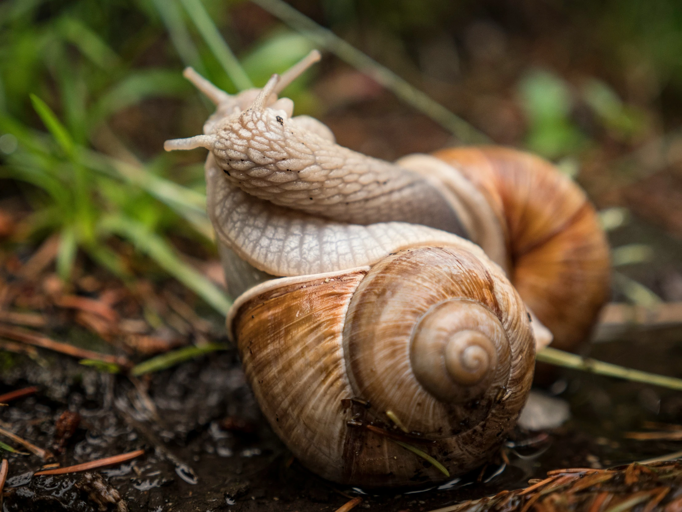 two snails laying on top of each other in the forest