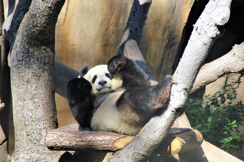 two panda bears climbing up a tree in a zoo
