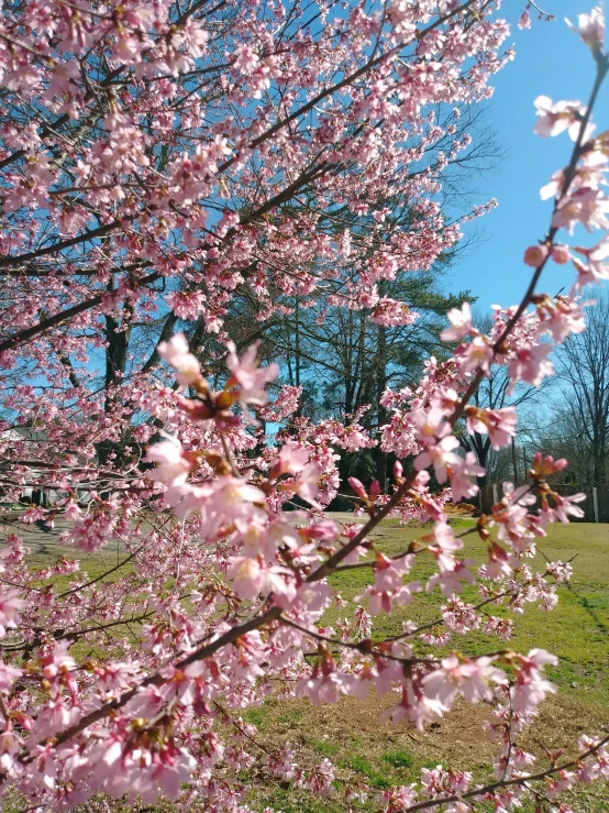 flowers and grass on the ground next to a tree