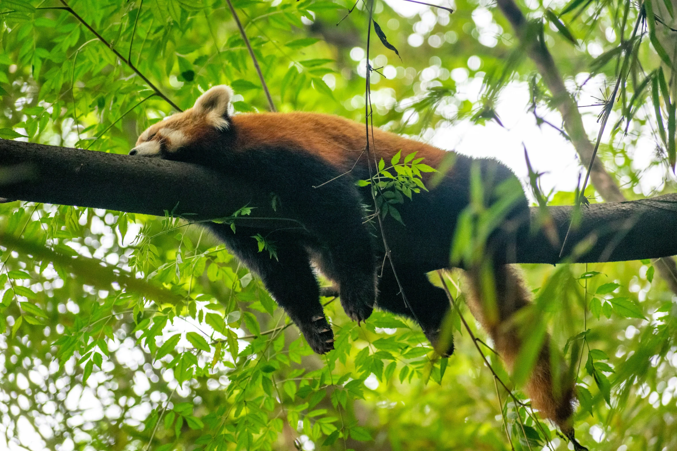 a panda bear sleeping in a tree with a green background