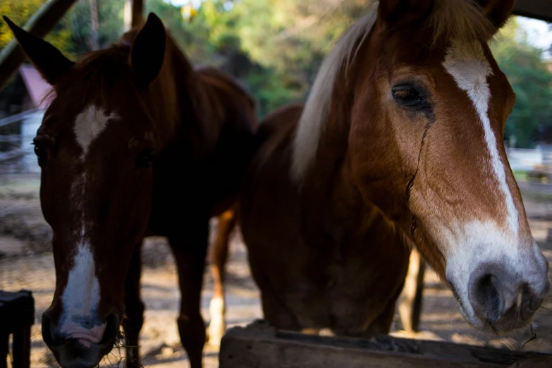 two horses are in the dirt next to each other