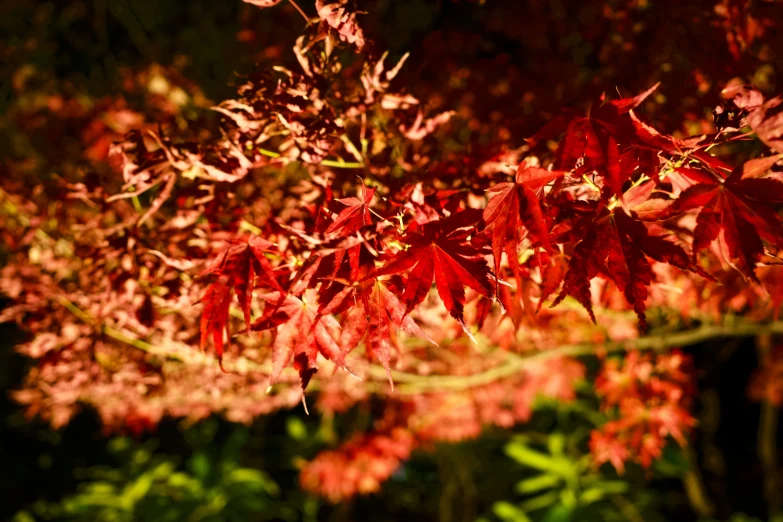 this is some red leaves in the trees