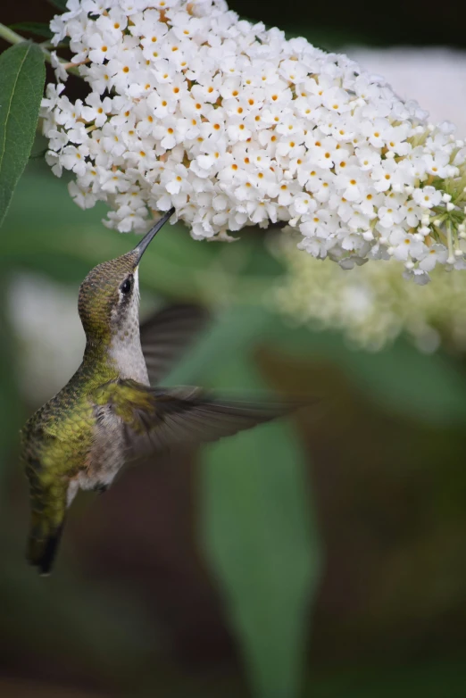 a small bird flying near a white flower