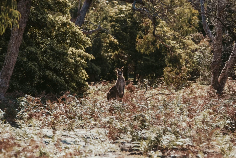 two small animals are standing in a forest