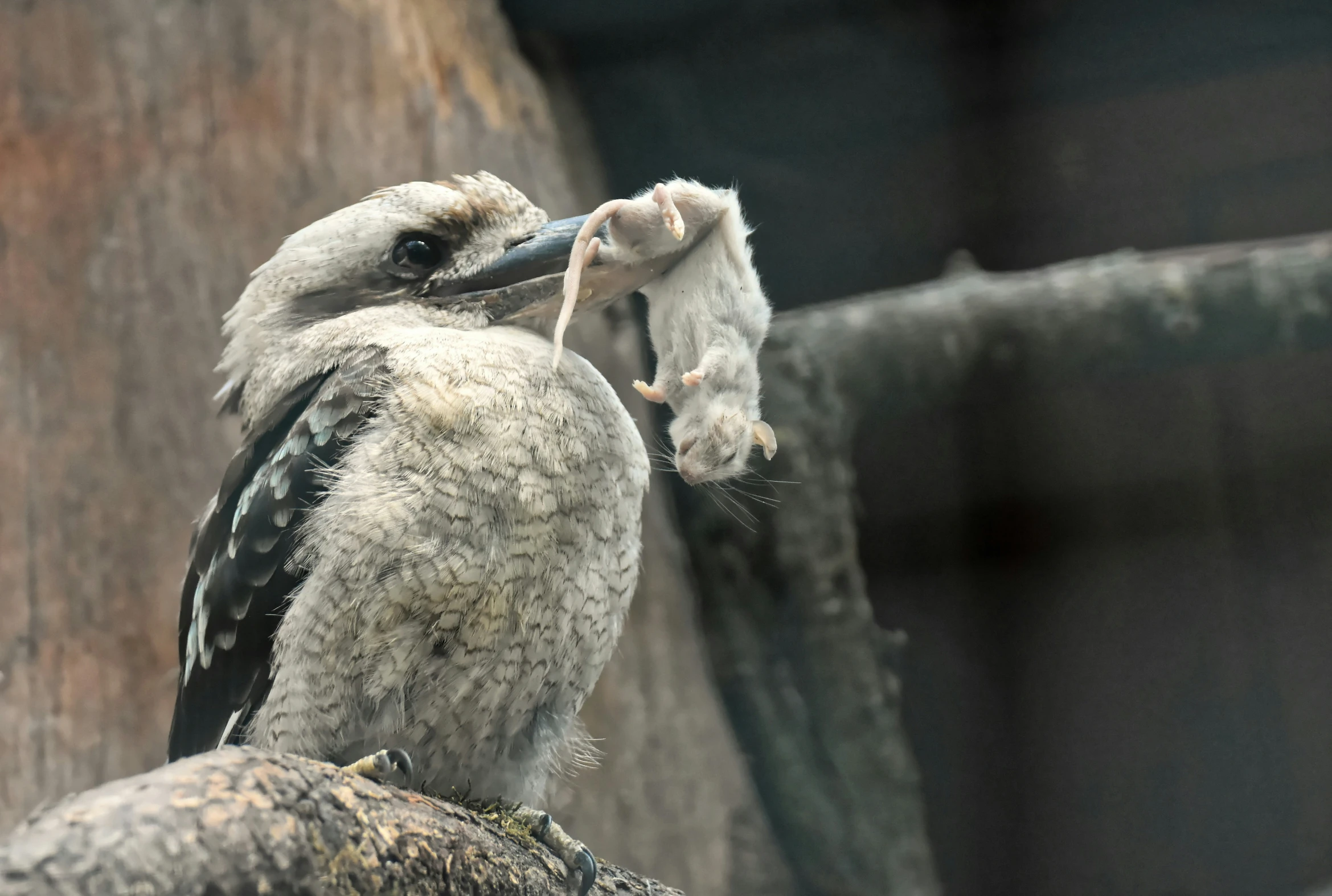 the bird with a small nch in its beak is standing up on the tree