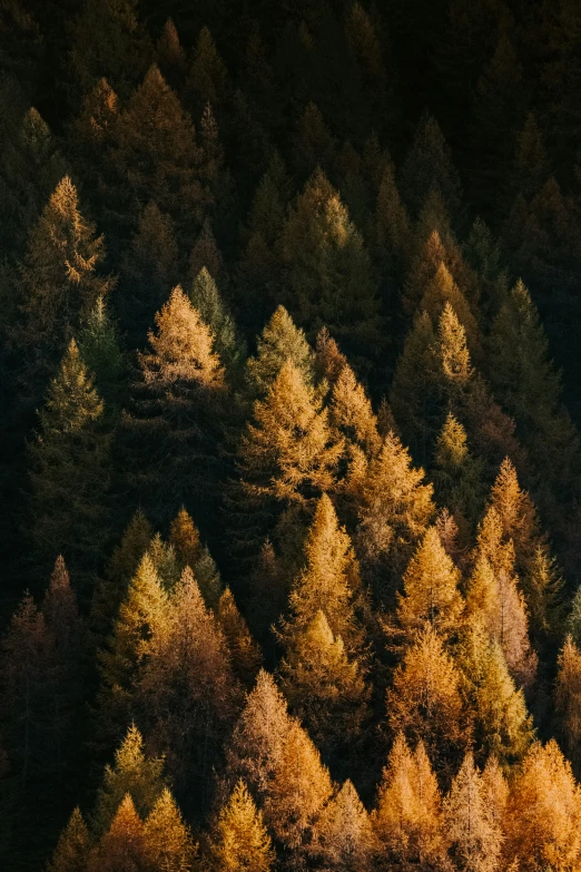 a very tall tree filled forest surrounded by trees