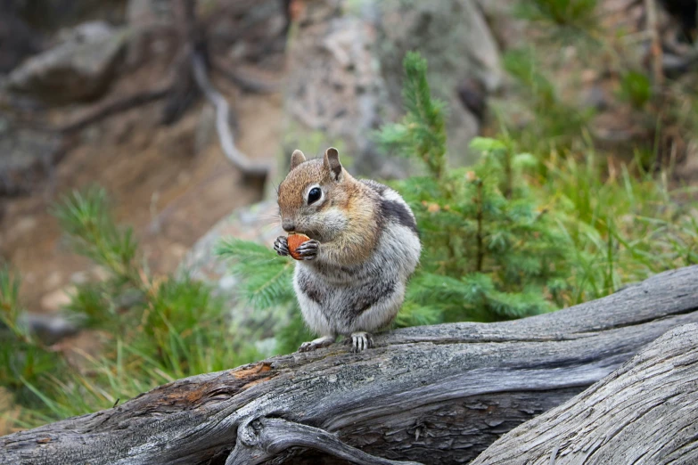 a squirrel sitting on a large log holding an acorn