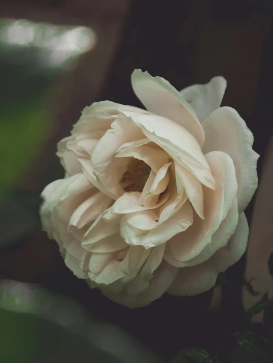 a very pretty white flower with a little bit of green