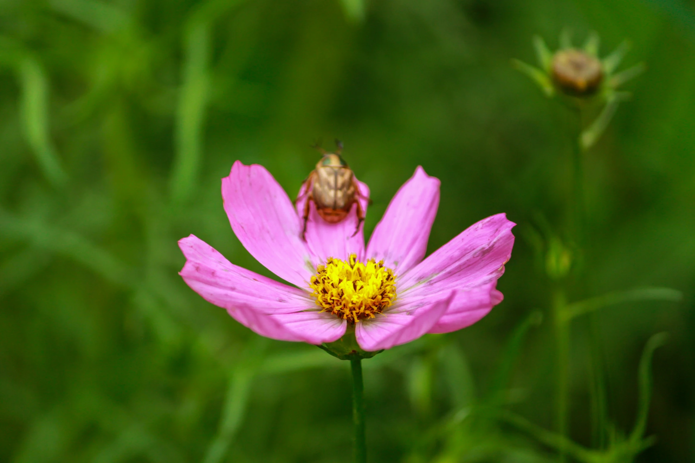 a bee flying from a flower to the ground