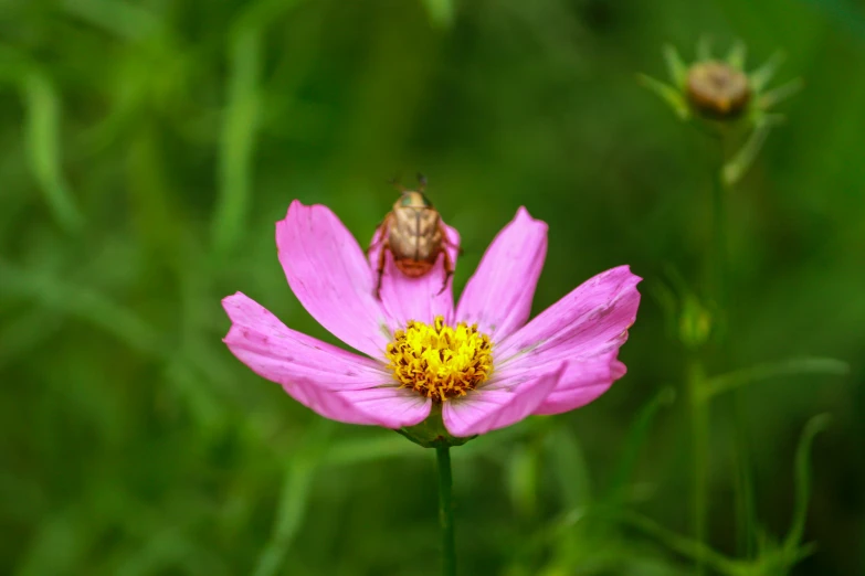 a bee flying from a flower to the ground