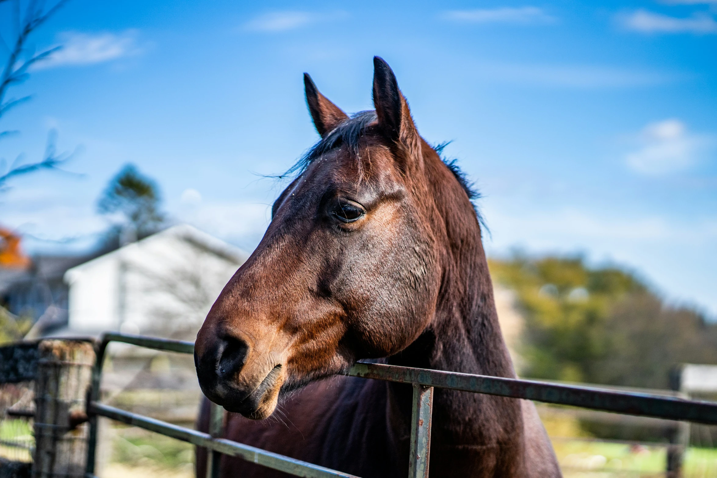 a horse standing behind a fence on a sunny day