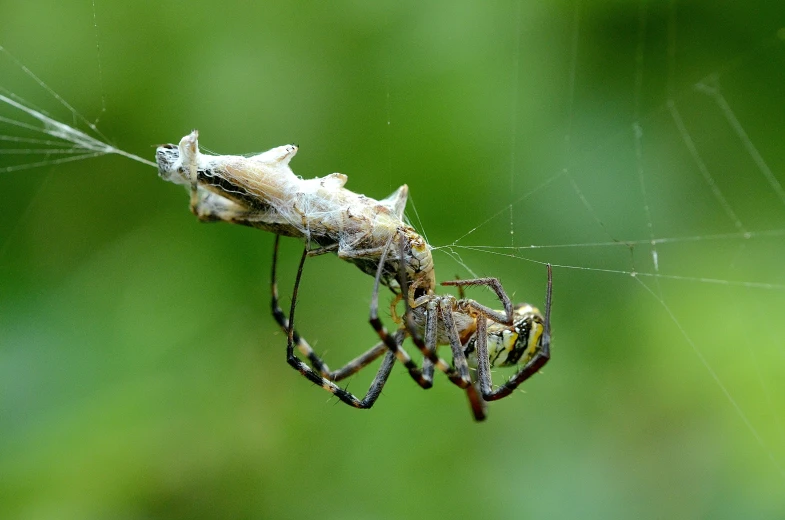 the two spiders are mating on their web