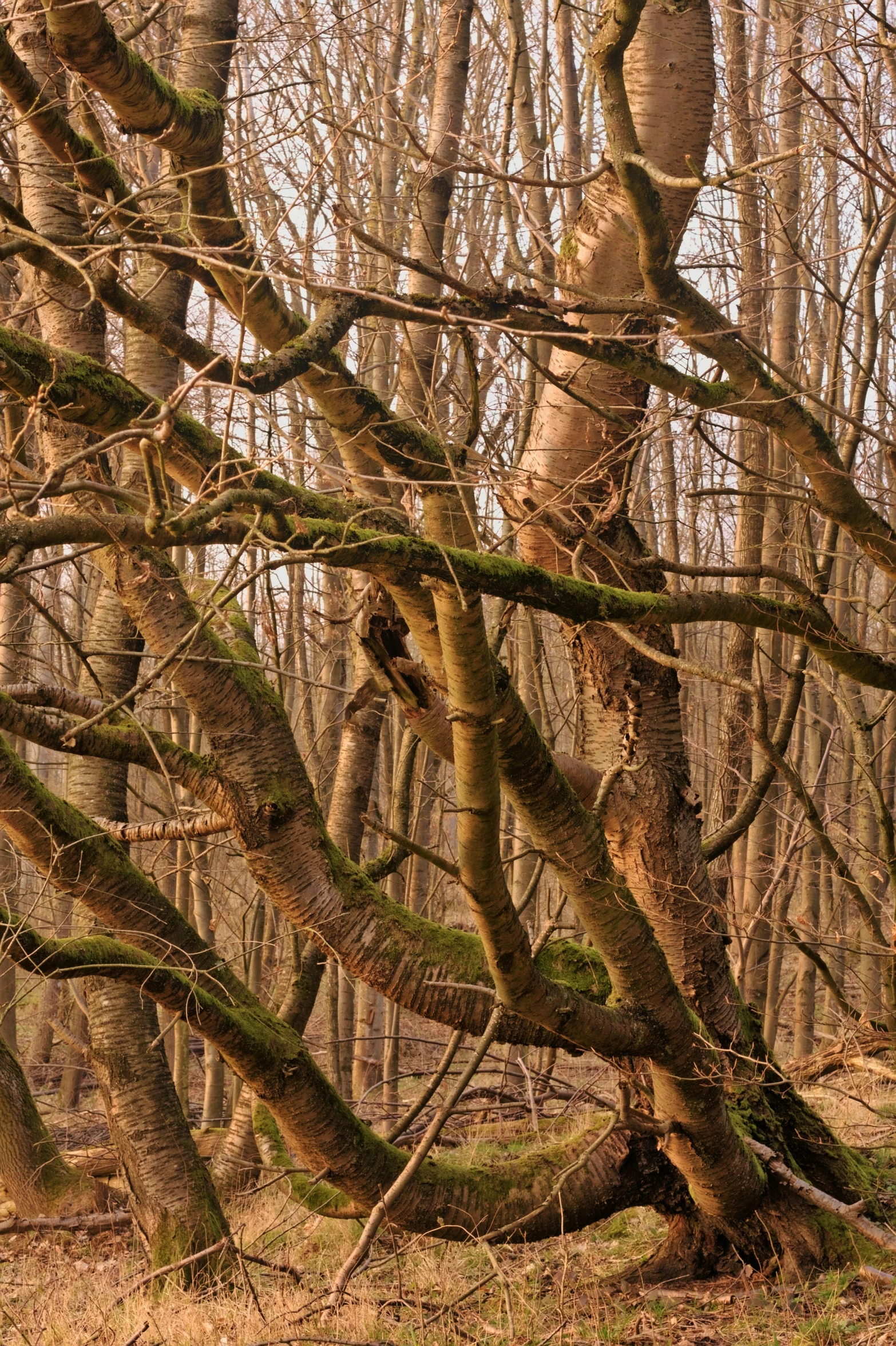 a barren wood in the middle of the day with no leaves