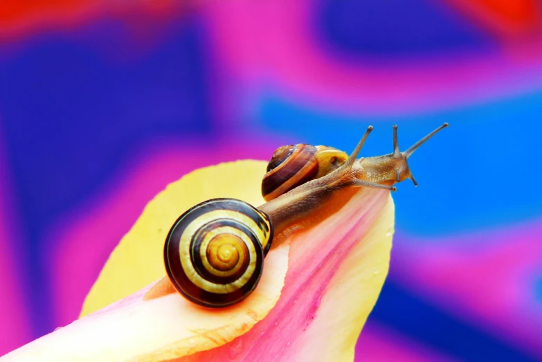 the snail is sitting on the flower