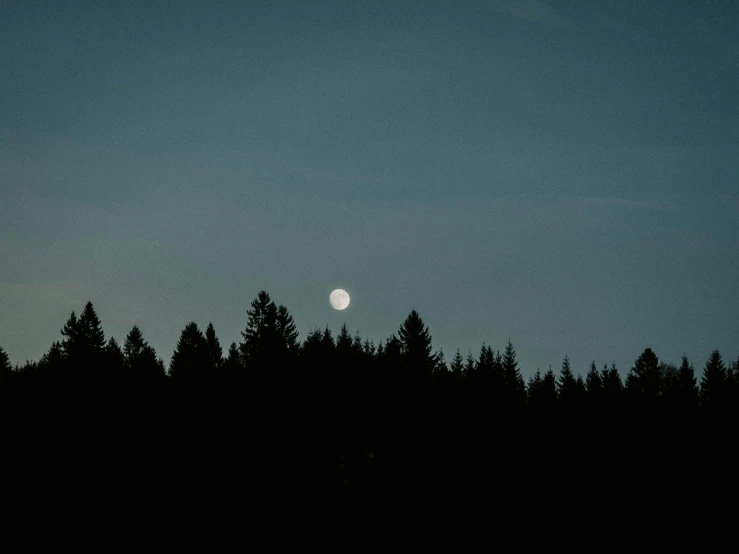 trees silhouettes the dark sky with a full moon