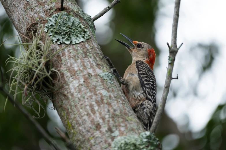 a woodpecker stands on a tree nch with his beak open